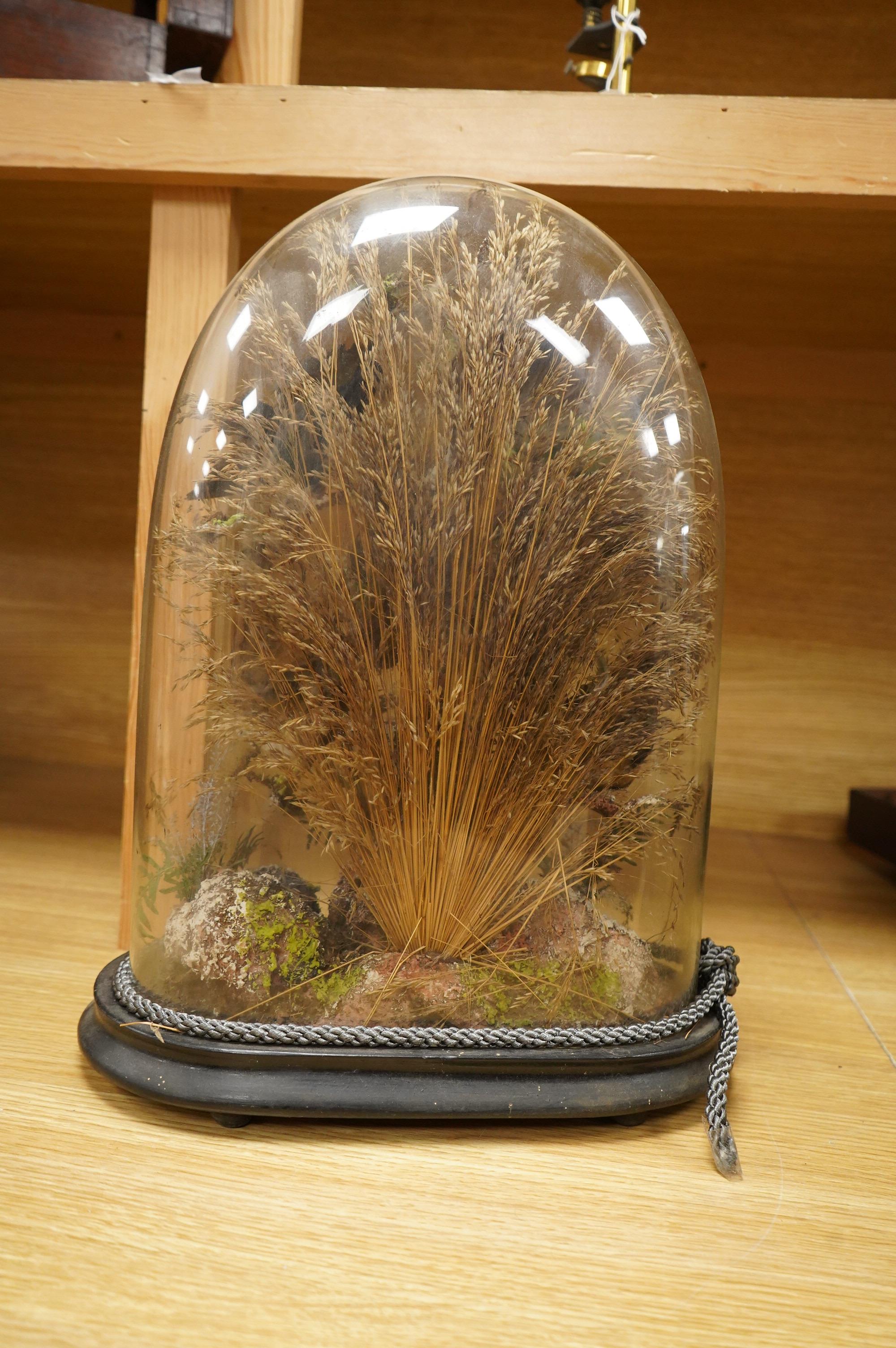 A Victorian taxidermy display of exotic birds including a golden crested myna bird, etc., contained under a glass dome with ebonised base, 40cm high